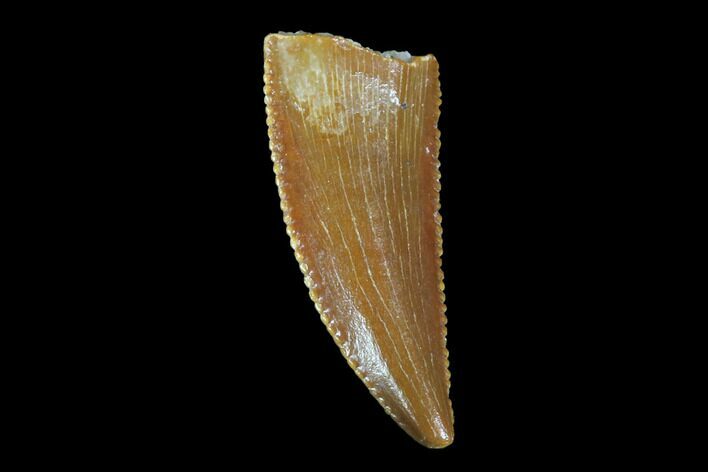 Serrated, Raptor Tooth - Real Dinosaur Tooth #90025